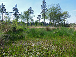 Foxes Bridge Bog