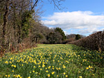 Gwen and Vera's Fields