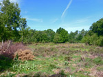 Inkpen Common Nature Reserve