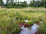 Landford Bog