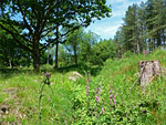 Laymoor Quag Nature Reserve