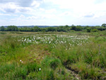 Lots Grassland