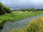 Shapwick Heath