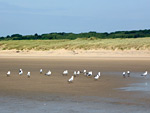 Merthyr Mawr National Nature Reserve