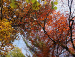 Midger Wood Nature Reserve