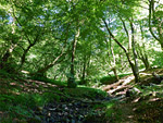 Silent Valley Nature Reserve