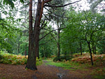 Pamber Forest Nature Reserve