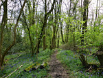 Prisk Wood