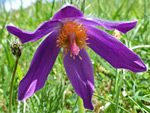 Pasqueflower SSSI