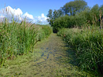 Magor Marsh