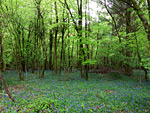 Siccaridge Wood Nature Reserve