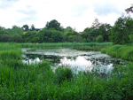 Smallbrook Meadows