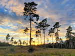 Bagshot Heath