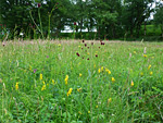 Vicarage Meadows