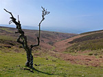 Hodder's Combe and Beacon Hill