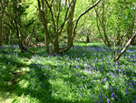 Weston Big Wood