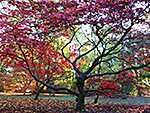 Westonbirt Arboretum