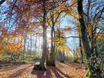 Westridge Wood