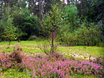 Wokefield Common Nature Reserve