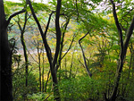 Wye Valley: Passage Grove and Caswell Wood