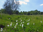 Yarty Moor