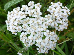 Flat-topped flower cluster