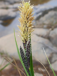 Common sedge