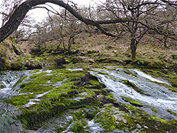 Tree and cascade