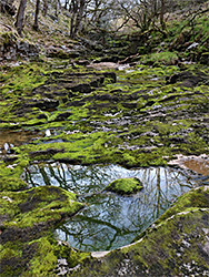 Mossy pool