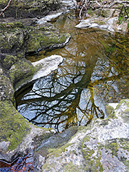 Reflected tree