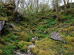 Mossy glade