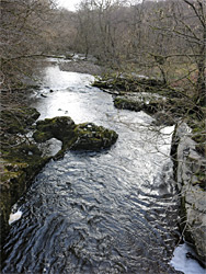 Straight section of the river