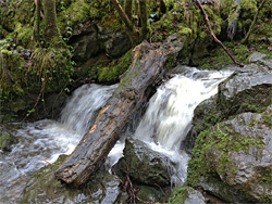 Log and boulders