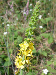 Common agrimony