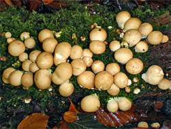 Stump puffball