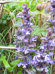 Ajuga reptans