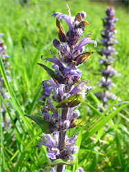 Purplish flowers