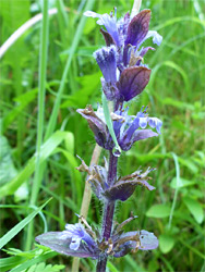 Partly withered flowers