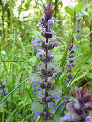 Leaves and flowers