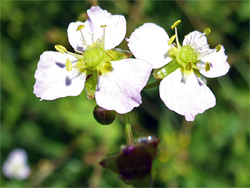 Common water-plantain