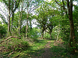 Track in Aller Wood