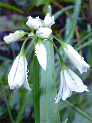 Buds of three-cornered leek