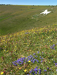 Milkwort and buttercups