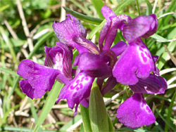 Green-winged orchid