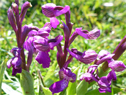 Three flower stems