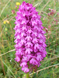 Pyramidal orchid