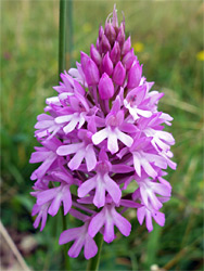 Flowers and buds