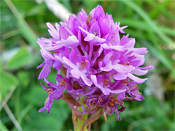 Pyramidal orchid