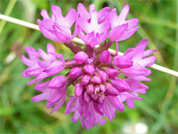 Top of a flower cluster