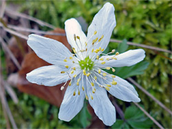 Eight white petals